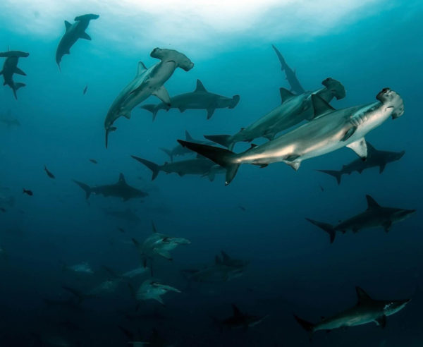 AWARE Shark Conservation