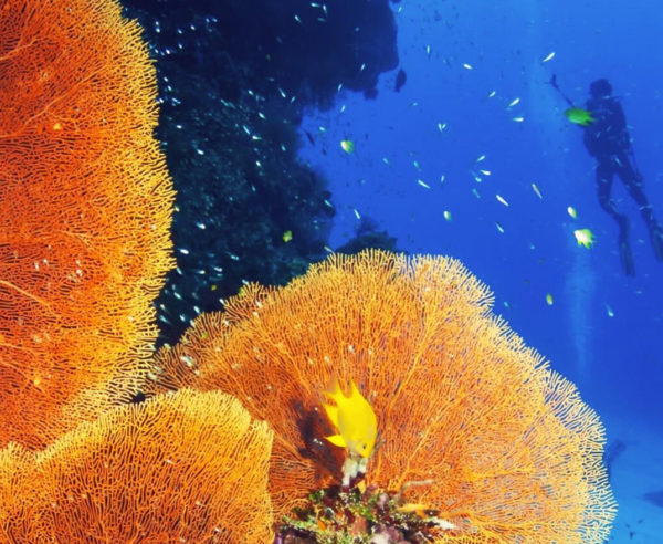 Coral Reef Conservation